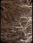 Corteccia