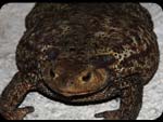 Gasperino