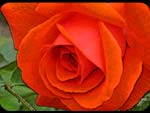Colori