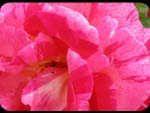 Colori