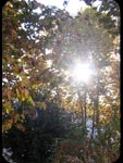 Tra gli alberi