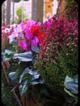 Fiori