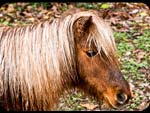 Pony