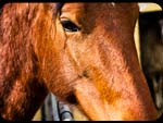 Cavallo