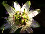 Fiore