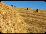 Campi