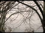 Nebbia e rami