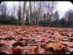 Foglie