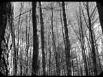 Alberi