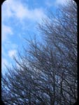 Alberi